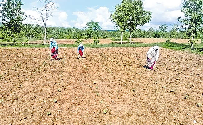 10 lakh acres of ungerminated cotton seed - Sakshi