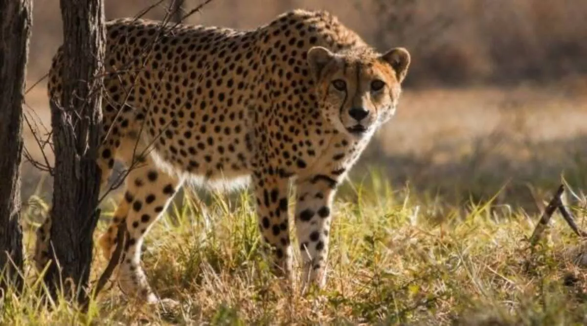 Cheetah Suraj Dies Kuno National Park Eighth Five Months - Sakshi
