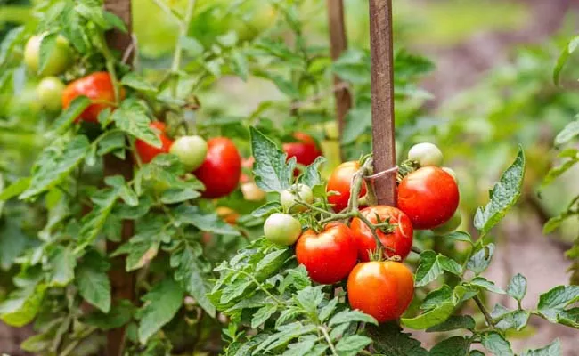 Pune Farmer earned crore selling tomatoes in 30 days - Sakshi
