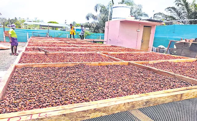 Andhra Pradesh Tadikalapudi Cocoa beans exported to France - Sakshi