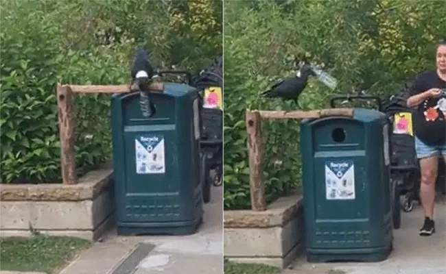 crow holding plastic bottle looking for a dustbin - Sakshi