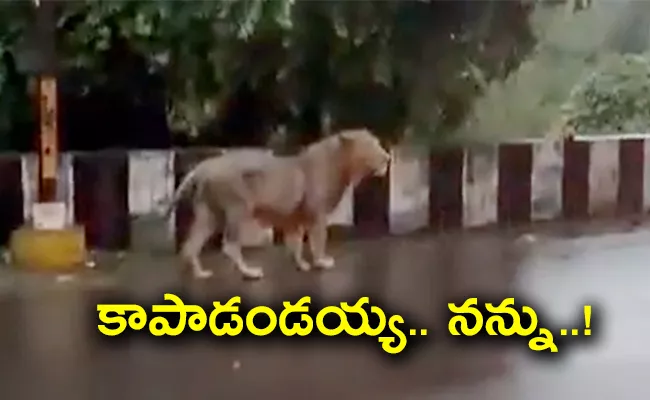 Lion Stroll In Rain Battered Gujarat Junagadh - Sakshi