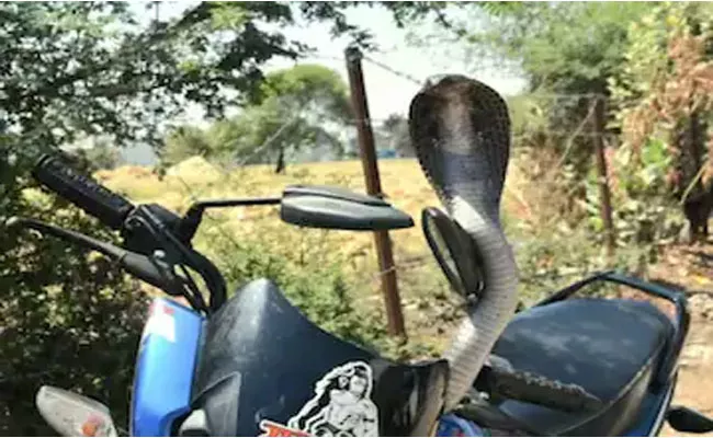 A Snake On A Tvs Bike - Sakshi