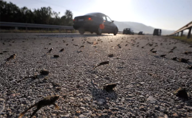 toads cross road in california - Sakshi