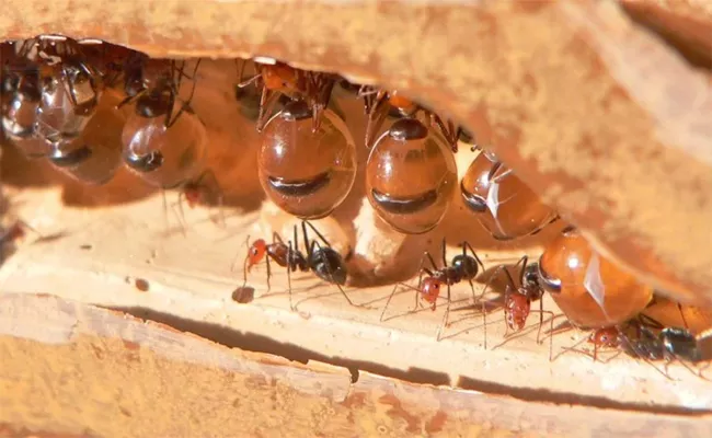Honey Produced By Australian Honeypot Ants Has Antibacterial Properties - Sakshi