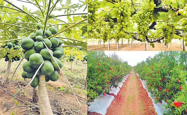 Fruit Orchard Farmers Reaping Multiple Benefits By Using Modern Technology - Sakshi