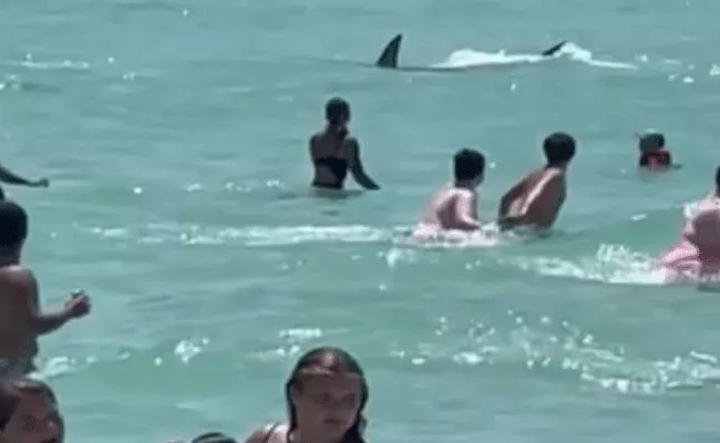 a huge shark fish came among the people bathing - Sakshi