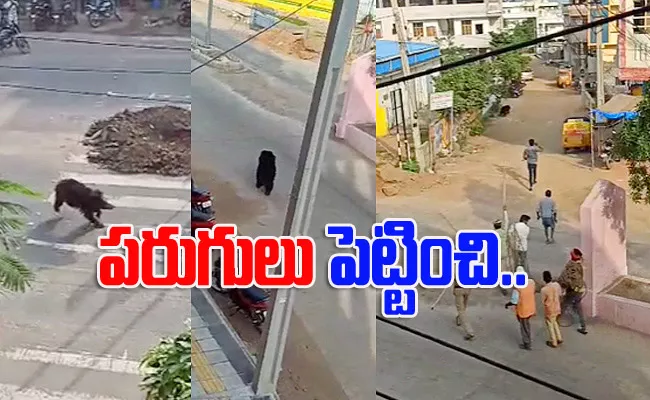 Karimnagar: Bear Roaming On Roads Video Goes Viral - Sakshi