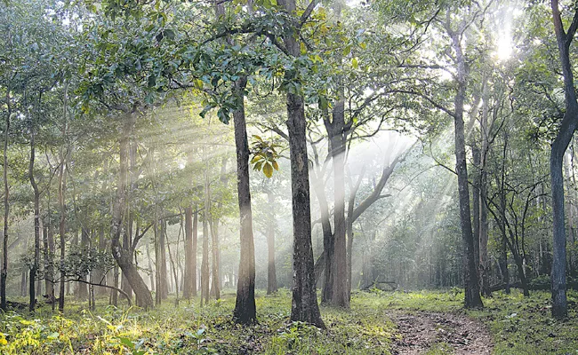 Sakshi Guest Column On Indian Forests