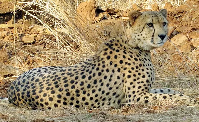 Female Cheetah Found Dead At Kuno National Park - Sakshi