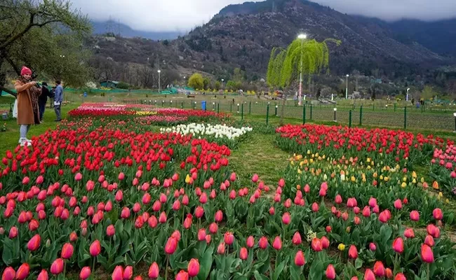 Srinagars Tulip Garden Enters Record Books As Asias Largest - Sakshi