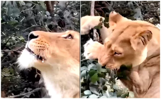 Lion Turns Vegan Munches Green Leaves Goes Viral On Social Media - Sakshi
