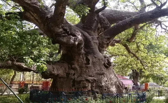 About Parijat Tree in up Village in Barabanki - Sakshi
