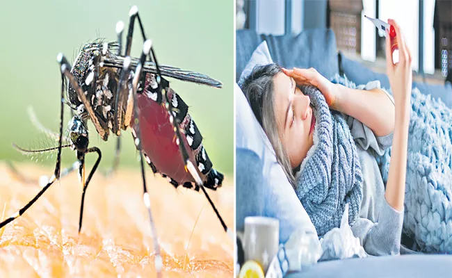 Dengue Fever Symptoms Causes And Treatments - Sakshi