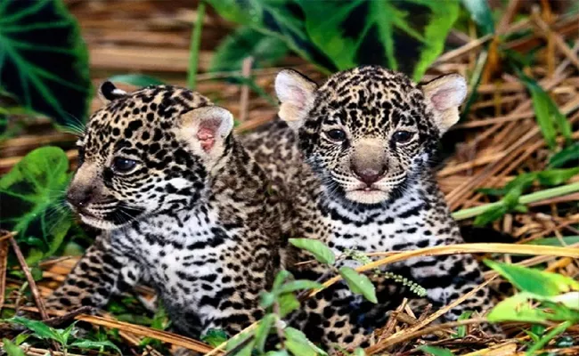 7 Leopard Cubs Die At Bengaluru Biological Park After Virus Attack - Sakshi