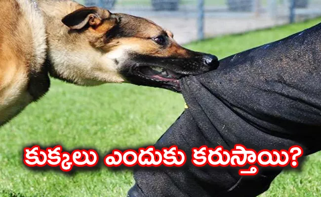 Why Do Dogs Bite? Reasons To Know About Dogs Bite - Sakshi