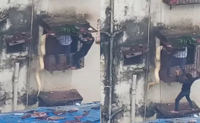 Massive Python Dangles From Apartment Window In Maharashtra - Sakshi