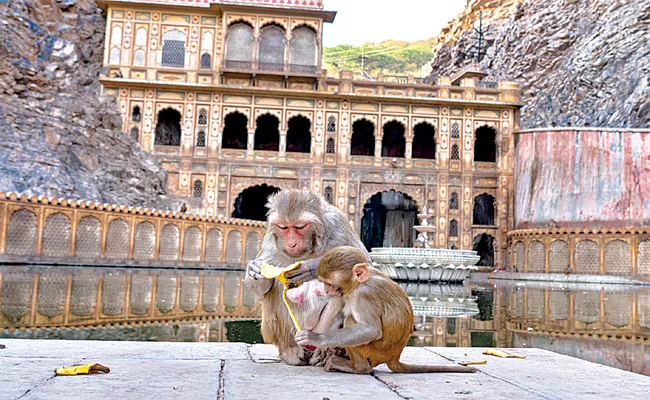 Galtaj An Ancient Temple Known As Monkey Temple In The Aravallis - Sakshi
