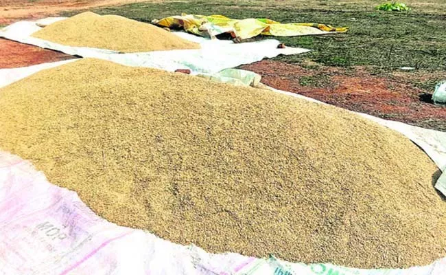 Record price of fine grain - Sakshi