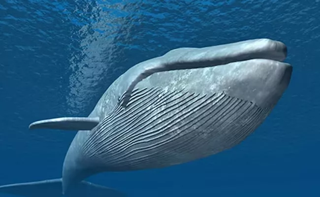 do you know these interesting facts about blue whales - Sakshi