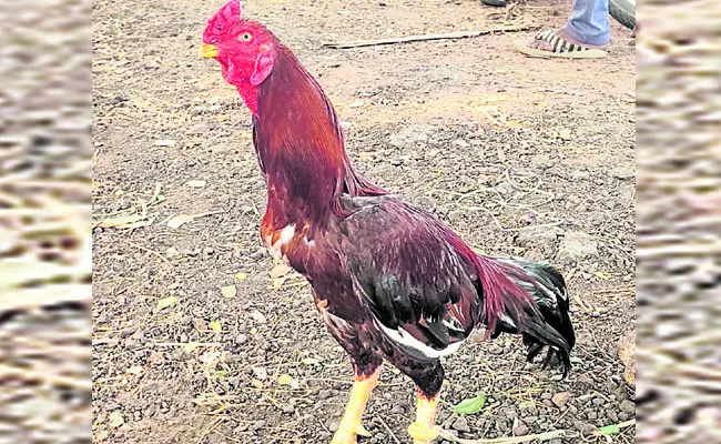 Bet hens from Nellore district to Godavari districts: AP - Sakshi