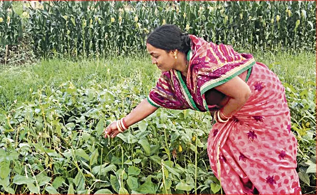 Development Of Organic Farming With Krushimitra Gita - Sakshi