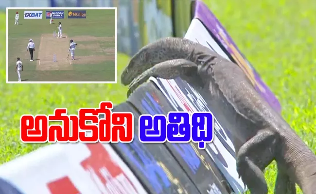 Lizard Enters Ground, Halts Sri Lanka vs Afghanistan One-Off Test - Sakshi