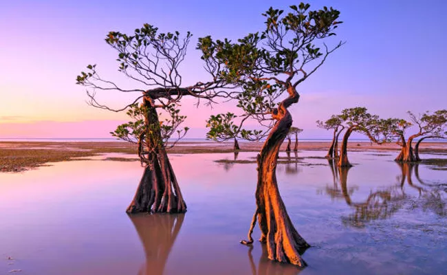 The Dancing Mangrove Trees of Sumba Island Indonesia - Sakshi