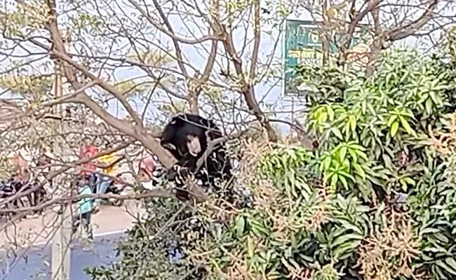Bear Roaming At Karimnagar Manakondur - Sakshi