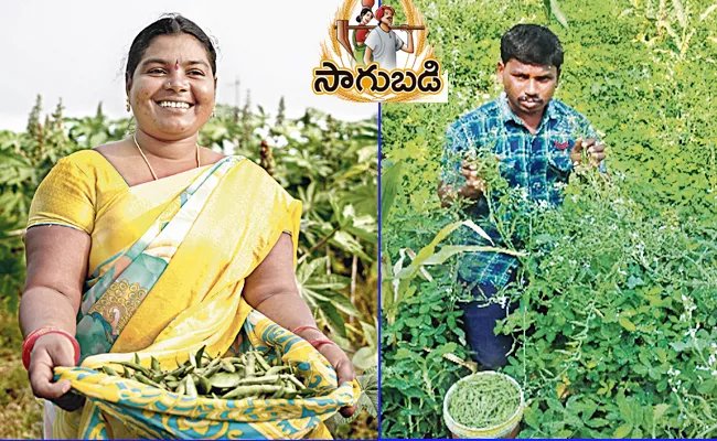 Sagubadi: Cultivation Of Crops In Draft Proofing Model - Sakshi