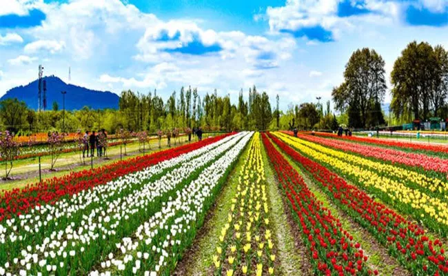 Tulip Garden will open for public tourists from march 23 - Sakshi