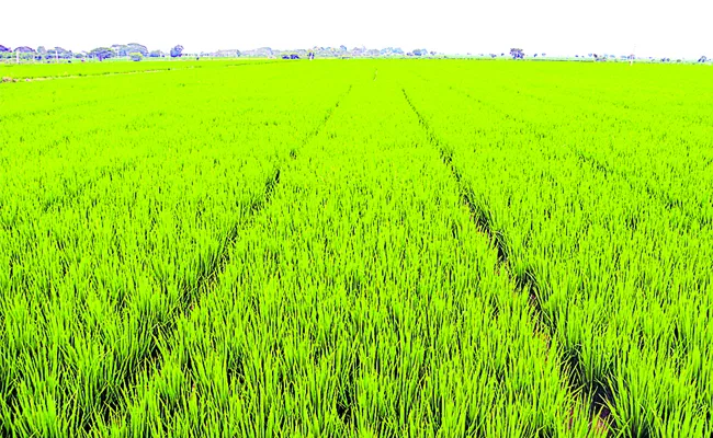 Telangana government announces revival of crop insurance scheme - Sakshi