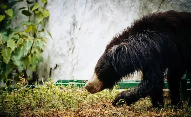 Largest Rescue Centre Celebrates World Bear Day - Sakshi