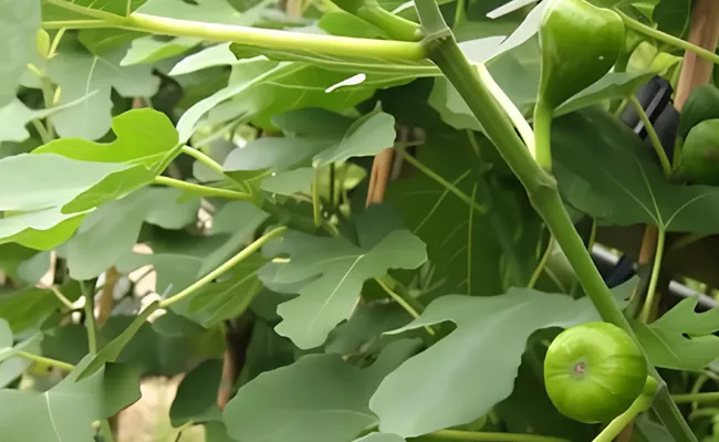 Uses and Benefits of Fig or anjeer leaf tea - Sakshi
