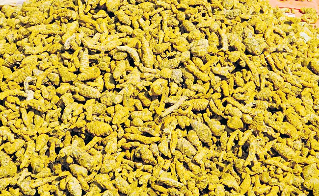 Turmeric price at record high - Sakshi