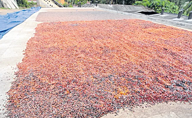 Cocoa is priced beyond the wildest dreams of farmers - Sakshi