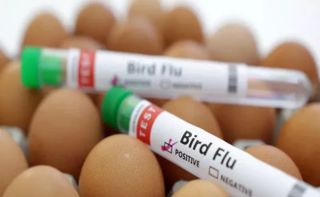 H5N1 Bird Flu: Scientists warn of deadly bird flu pandemic - Sakshi