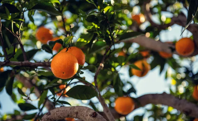 Brazil the leading orange juice exporter anticipates worst harvest in 36 years due to heat wave