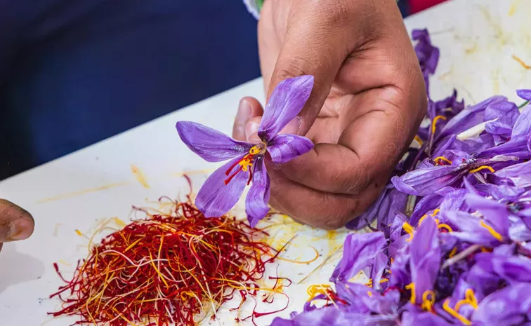 Indian Saffron Is Now Selling At Rs 4 95 Lakh Per Kg Check The Details Here