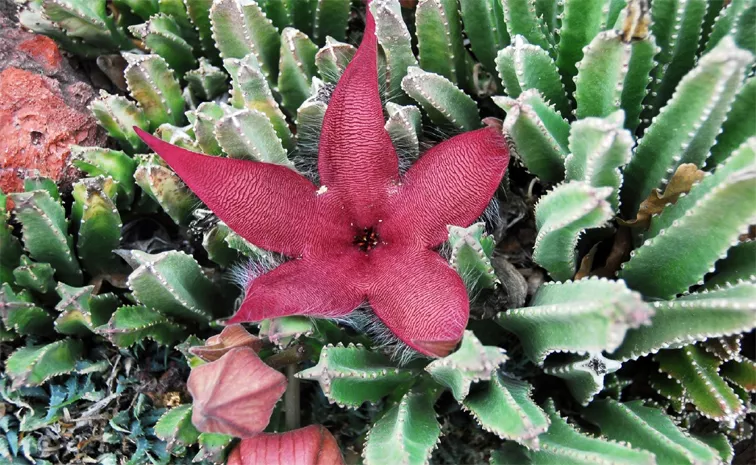 Interesting Facts Starfish Flower Cactus