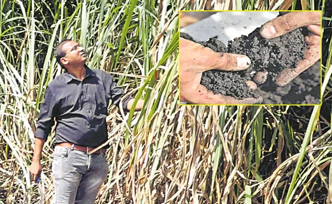 A High Carbon Fertilizer Living Cultivation Mahesh Maheshwari Pantangi Rambabu Sagubadi